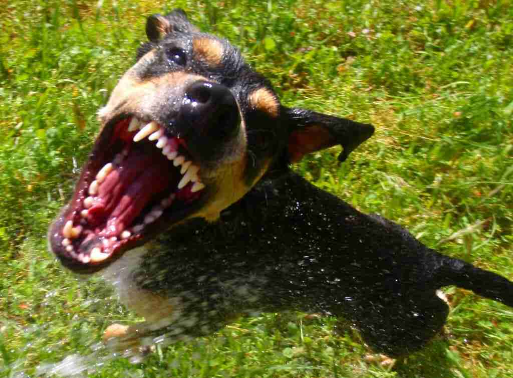 Vicious Dog